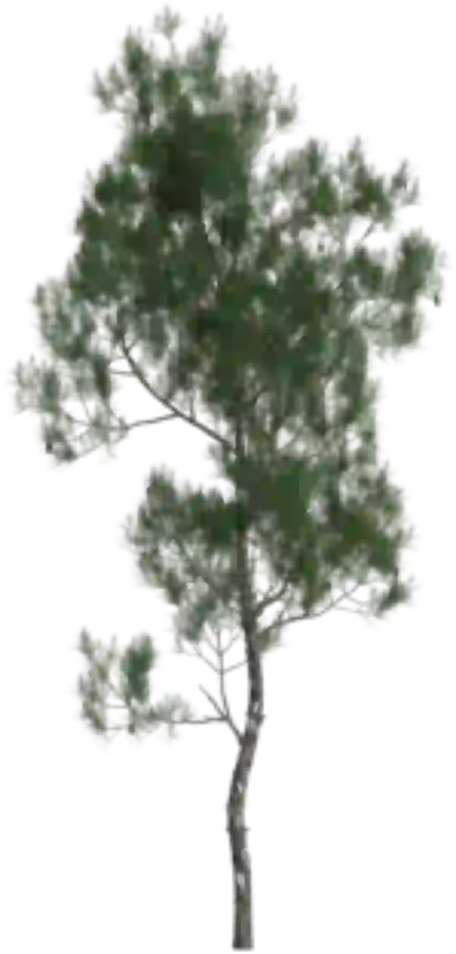 AppaNail Ingredient Pinus Pinaster