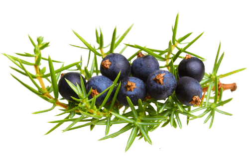 AppaNail Ingredient Berberine & Juniper Berry