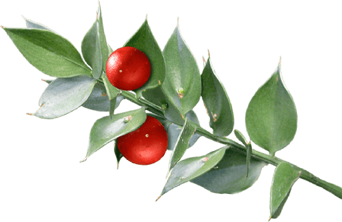 AppaNail Ingredient Butcher's Broom